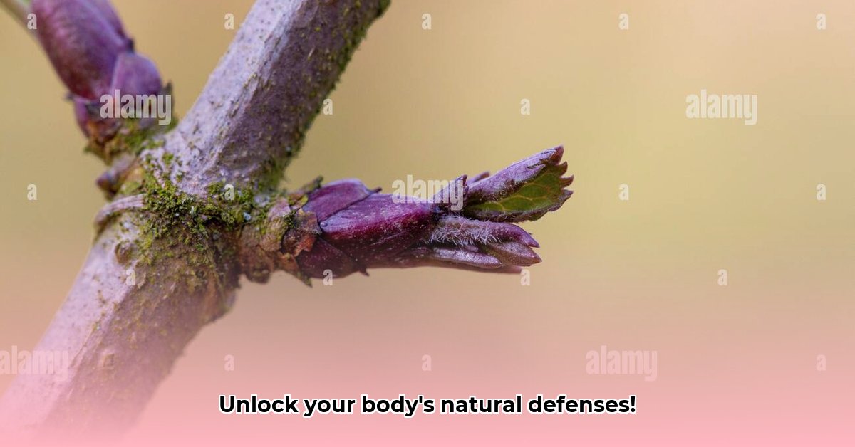 nederlandse-naam-voor-sambucus-nigra